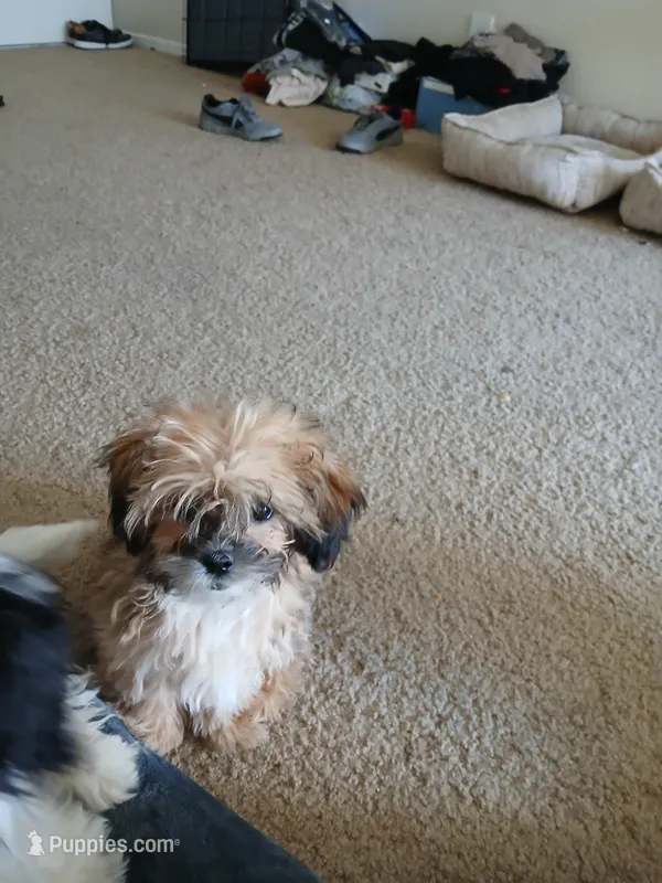 NA – Shih Tzu puppy for sale in Las Vegas, NV