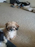 NA, a female Shih Tzu for sale in Nevada City, CA – Photo 2 of 10