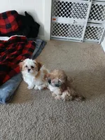 NA, a female Shih Tzu for sale in Nevada City, CA – Photo 9 of 10