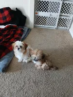 NA, a female Shih Tzu for sale in Nevada City, CA – Photo 10 of 10