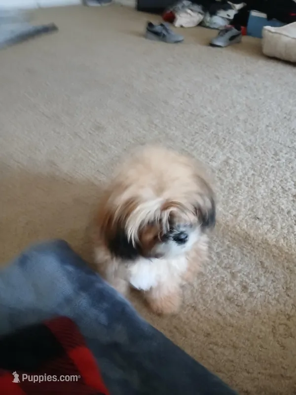 NA – Shih Tzu puppy for sale in Nevada City, CA
