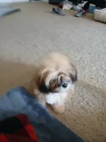 NA, a female Shih Tzu for sale in Nevada City, CA – Photo 7 of 10