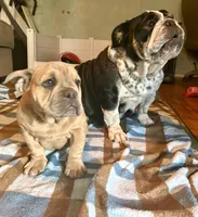 Violet, a female English Bulldog and American Bully for sale in San Diego, CA – 4 of 7