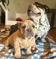 Violet, a female English Bulldog and American Bully for sale in San Diego, CA – 5 of 7