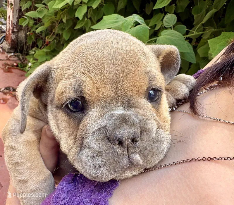Violet – English Bulldog, American Bully puppy for sale in San Diego, CA