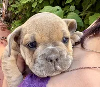 Violet, a female English Bulldog and American Bully for sale in San Diego, CA – 1 of 7