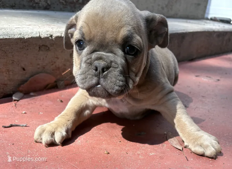 Hayden – English Bulldog, American Bully puppy for sale in San Diego, CA