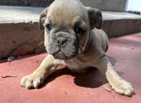 Hayden, a male English Bulldog and American Bully for sale in San Diego, CA – 1 of 3