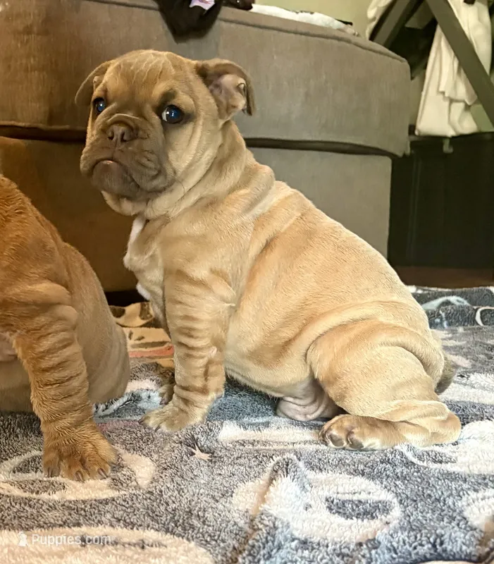 Hayden – English Bulldog, American Bully puppy for sale in San Diego, CA
