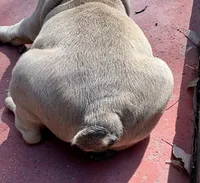 Hayden, a male English Bulldog and American Bully for sale in San Diego, CA – 3 of 3