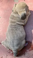Violet, a female English Bulldog and American Bully for sale in San Diego, CA – 3 of 3