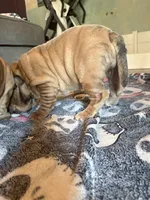 Violet, a female English Bulldog and American Bully for sale in San Diego, CA – 7 of 7