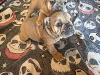 Violet, a female English Bulldog and American Bully for sale in San Diego, CA – 6 of 7