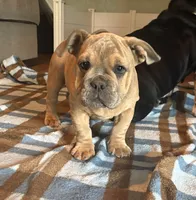 Violet, a female English Bulldog and American Bully for sale in San Diego, CA – 3 of 7
