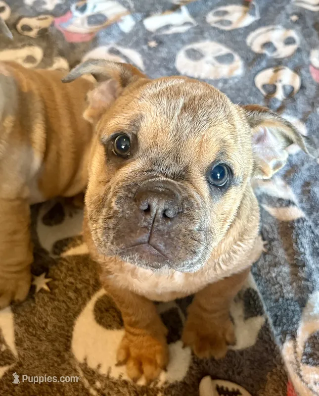 Violet – English Bulldog, American Bully puppy for sale in San Diego, CA