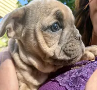 Hayden, a male English Bulldog and American Bully for sale in San Diego, CA – 2 of 3