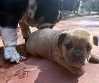 Violet, a female English Bulldog and American Bully for sale in San Diego, CA – 2 of 3