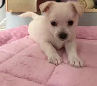 Paco, a male Chihuahua for sale in Stevens Point, WI – 2 of 4