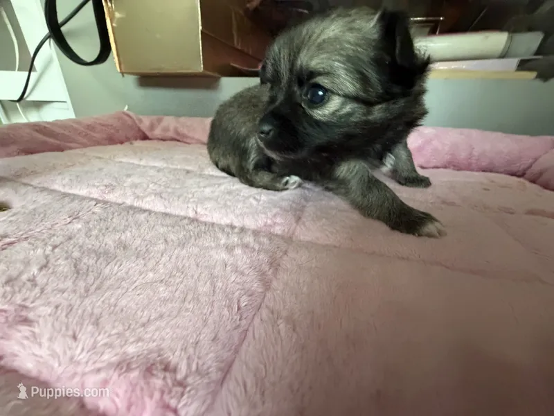 Trinket  – Chihuahua puppy for sale in Stevens Point, WI