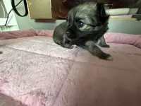 Trinket , a female Chihuahua for sale in Stevens Point, WI – 1 of 4