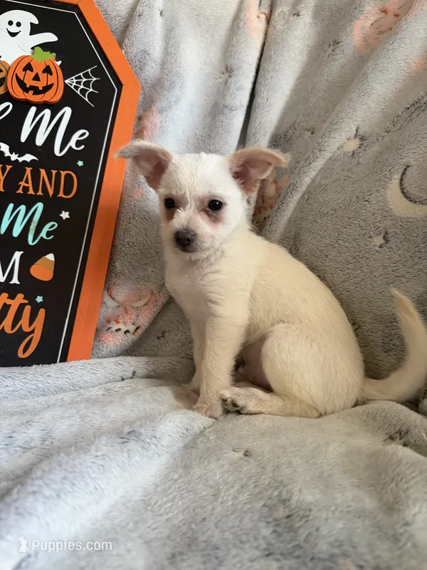 Taco – Chihuahua puppy for sale in Stevens Point, WI