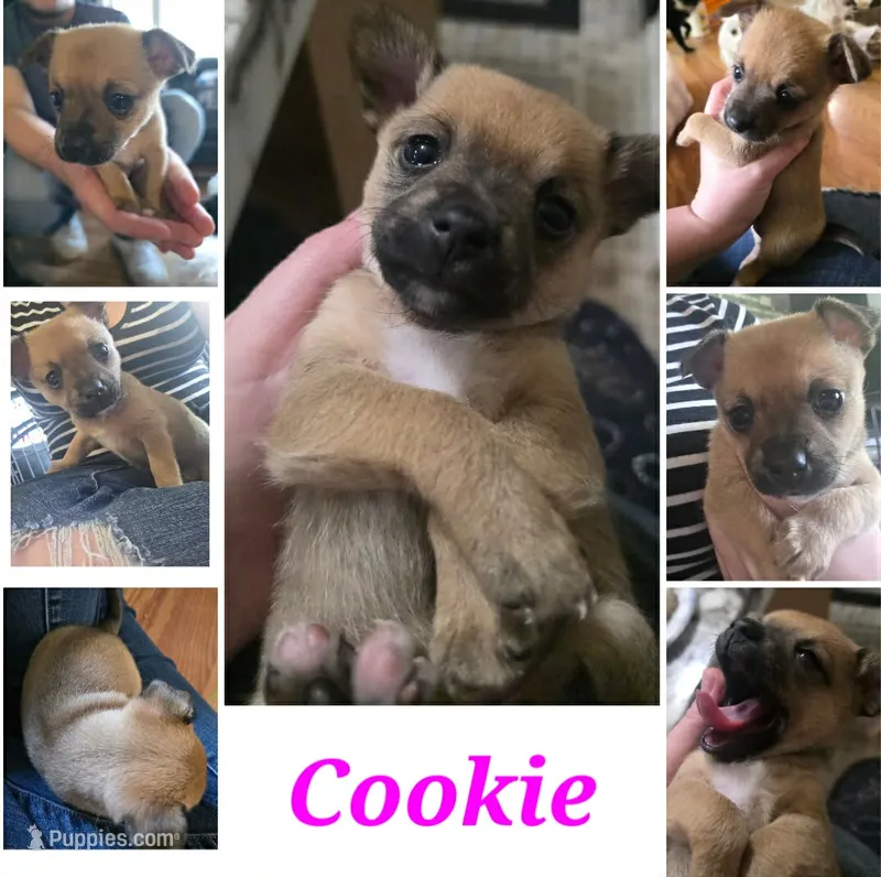 Cookie – Chihuahua puppy for sale in Stevens Point, WI