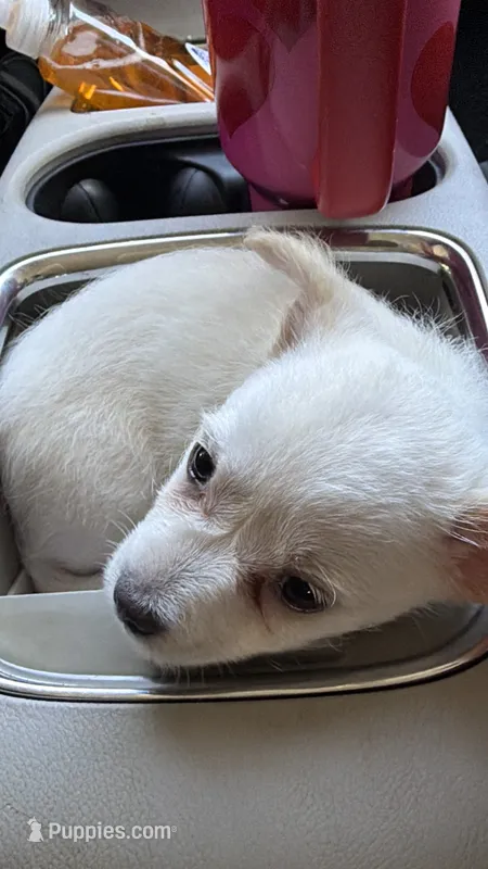 Taco – Chihuahua puppy for sale in Stevens Point, WI