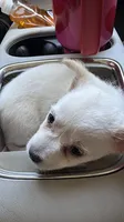 Taco, a male Chihuahua for sale in Stevens Point, WI – 1 of 3
