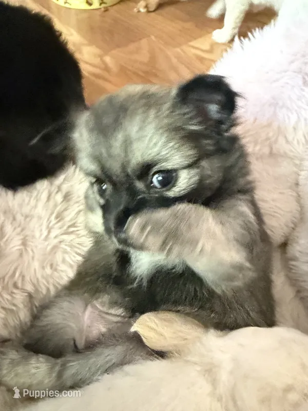 Trinket  – Chihuahua puppy for sale in Stevens Point, WI