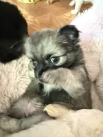 Trinket , a female Chihuahua for sale in Stevens Point, WI – 1 of 5