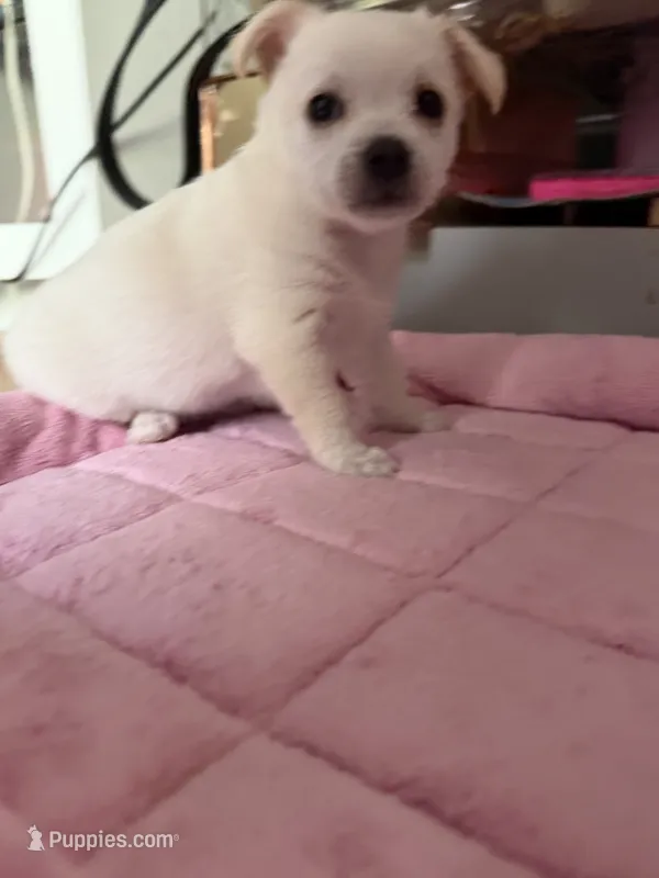 Paco – Chihuahua puppy for sale in Stevens Point, WI