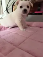 Paco, a male Chihuahua for sale in Stevens Point, WI – 1 of 4