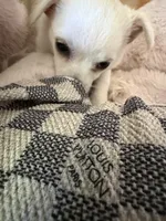 Taco, a male Chihuahua for sale in Stevens Point, WI – 3 of 3