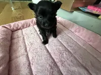 SKUNKERS, a male Chihuahua for sale in Stevens Point, WI – 3 of 3