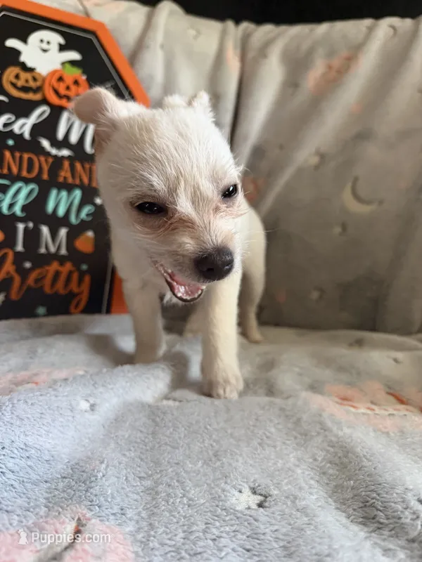 Paco – Chihuahua puppy for sale in Stevens Point, WI