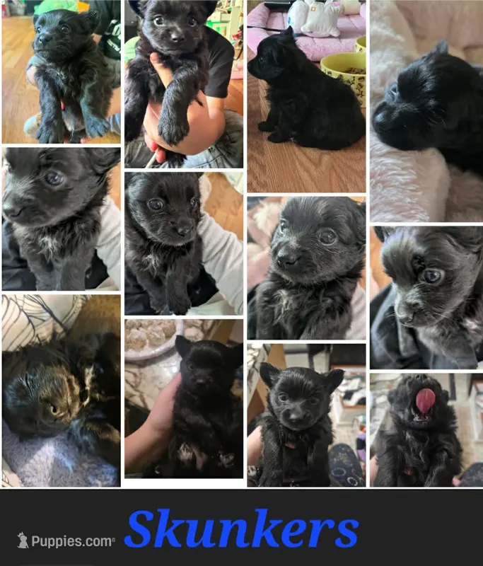 SKUNKERS – Chihuahua puppy for sale in Stevens Point, WI