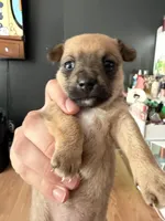 Cookie, a female Chihuahua for sale in Stevens Point, WI – 2 of 4