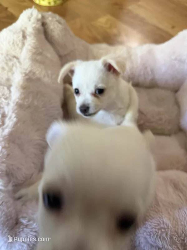 Paco – Chihuahua puppy for sale in Stevens Point, WI