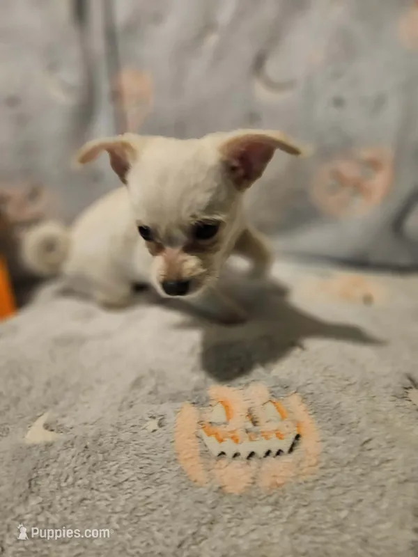 Paco – Chihuahua puppy for sale in Stevens Point, WI