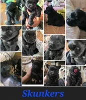Skunkers, a male Chihuahua for sale in Stevens Point, WI – 2 of 2