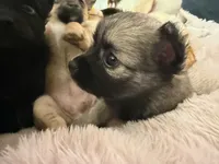 Trinket , a female Chihuahua for sale in Stevens Point, WI – 5 of 5