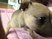 Cookie, a female Chihuahua for sale in Stevens Point, WI – 3 of 4