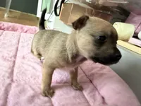 Cookie, a female Chihuahua for sale in Stevens Point, WI – 4 of 4