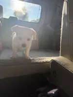 Paco, a male Chihuahua for sale in Stevens Point, WI – 2 of 3