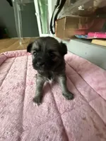 Trinket , a female Chihuahua for sale in Stevens Point, WI – 4 of 4