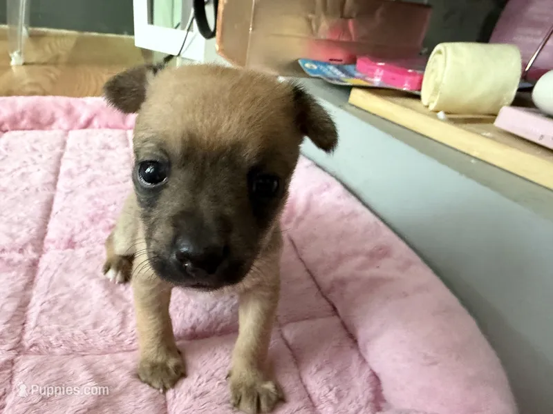 Cookie – Chihuahua puppy for sale in Stevens Point, WI