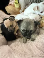 Trinket , a female Chihuahua for sale in Stevens Point, WI – 3 of 5