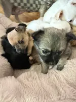 Trinket , a female Chihuahua for sale in Stevens Point, WI – 4 of 5