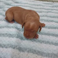 Avery, a male Vizsla for sale in Harrington, DE – 1 of 1