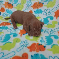 Augusta, a male Vizsla for sale in Harrington, DE – 1 of 1